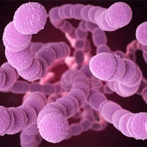 Anti-pneumococco