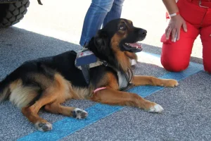 Evento - Villaggio della prevenzione 2014 a Castel Gandolfo