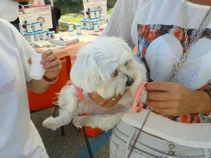 Evento - Villaggio della prevenzione 2014 a Castel Gandolfo
